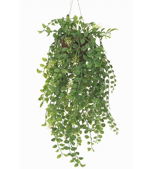 Hovedbilde Pilea 52 cm