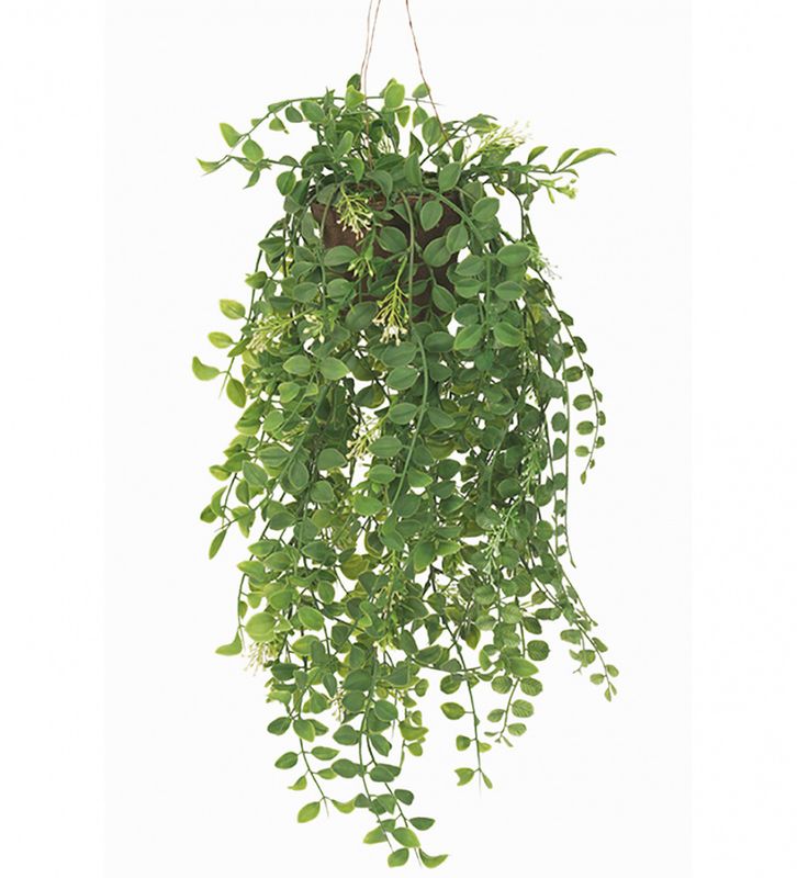 Pilea 52 cm