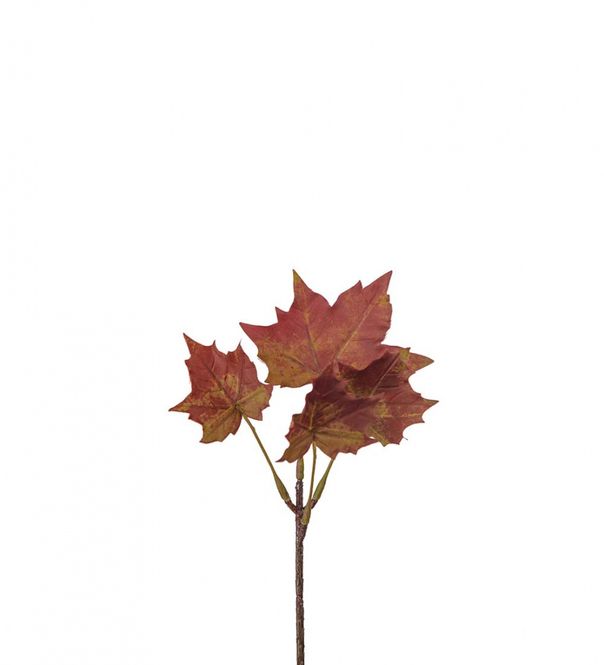 Hovedbilde Høstblad Lønn