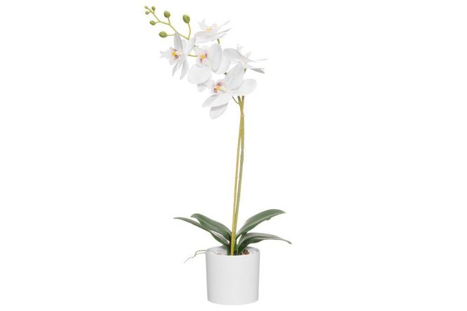 Hovedbilde Orkide i potte hvit 49cm