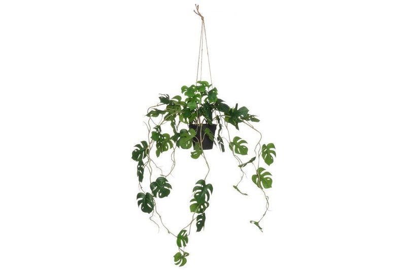 Monstera i hengepotte 75cm