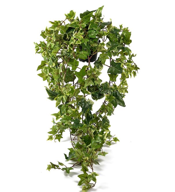 Hovedbilde Eføy 85cm