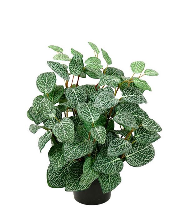 Hovedbilde Fittonia 34 cm
